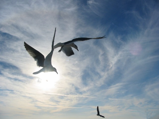 Gulls in flight